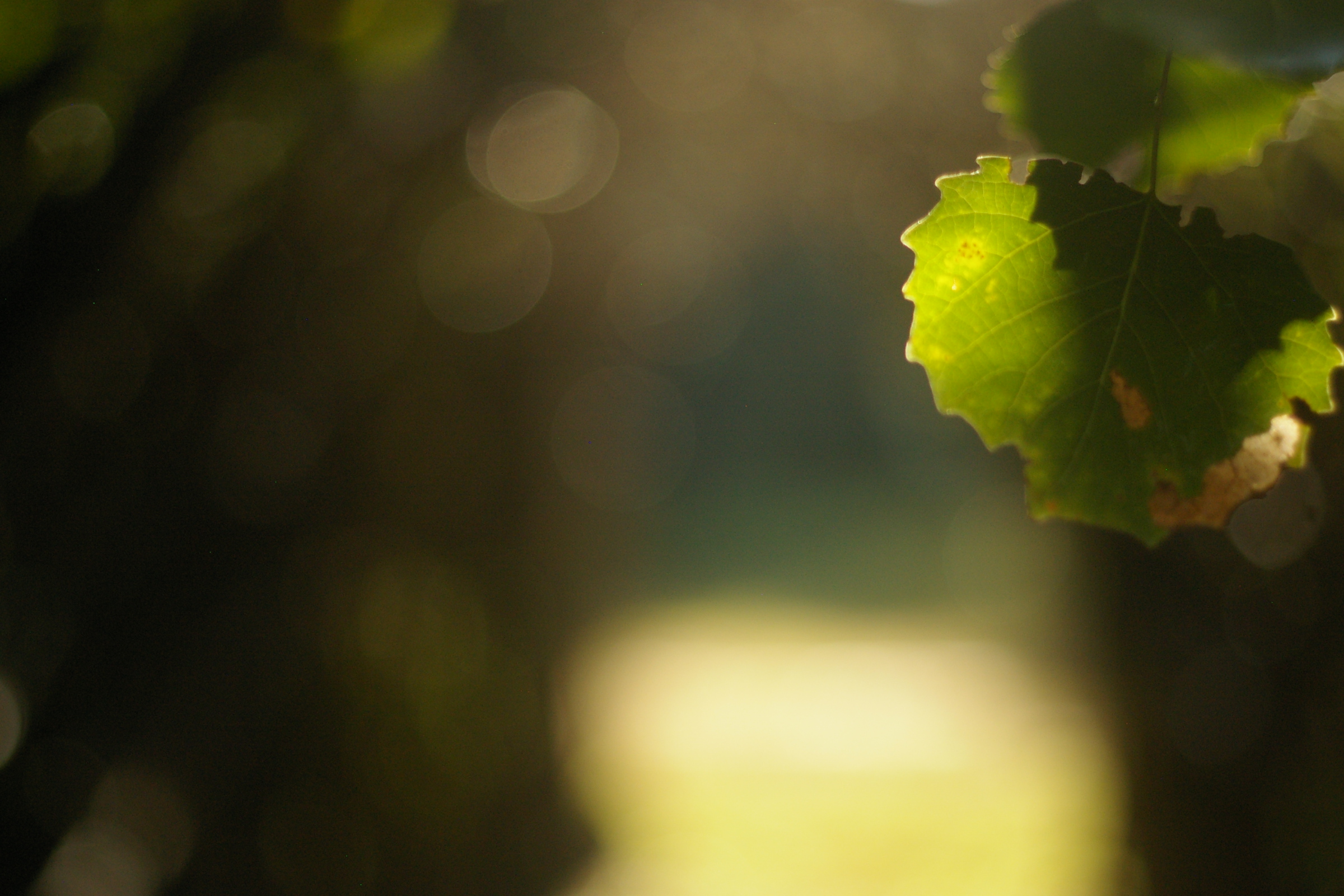 Feuille verte en contre-jour